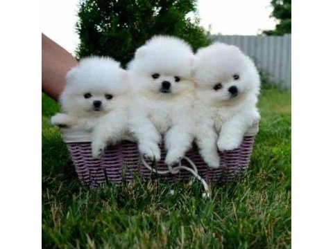Pomeranian bebeklerimiz