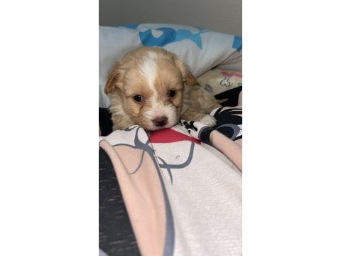 Maltipoo şekerleri yeni yuvasını arıyor