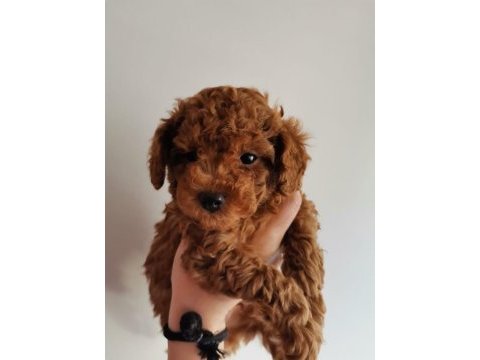 Red brown kore erkek ve dişi toy poodle yavrular