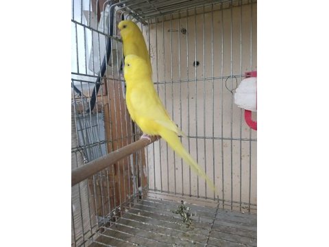 Kırmızı göz takım muhabbet kuşu