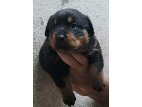 Rottweiler erkek ve dişi izmir