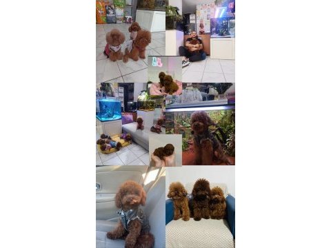 Kore red brown safkan toy poodle yavrular