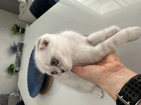 Scottish fold kedimize sevgi ile büyütecek aile arıyoruz