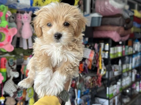 Petmode köpek çiftliğinden tea cup maltipoo yavrular