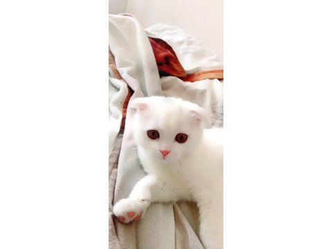Kedi prens bal scottish fold