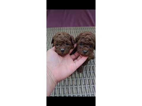 Teacup kore poodle yavruları