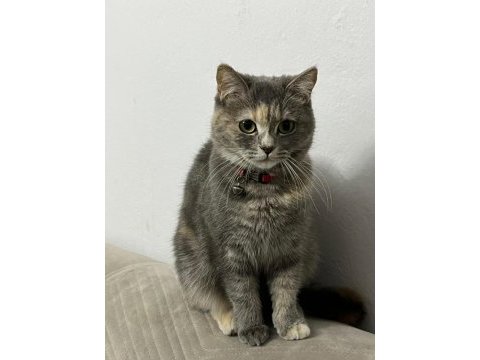 Karmen british shorthair