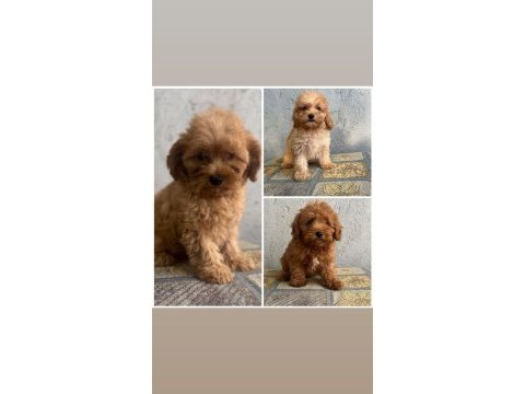 Poodle kalite maltipoo yavrular