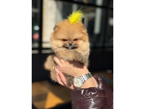 Pomeranian boo teddy face dişi erkek yavrularımız