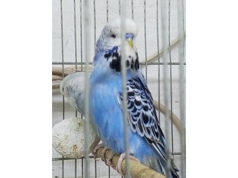 Yeni şov jumbo muhabbet kuşlar 3-4 aylıklar