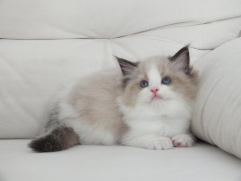 Full şecereli ragdoll yavruları