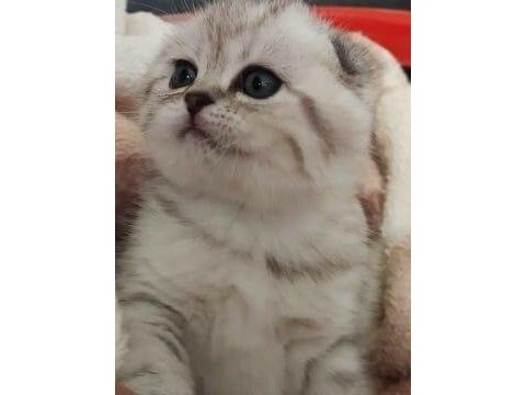 Silver tabby scottish fold