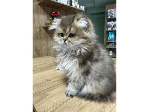 Ücretli british golden longhair erkek yavru