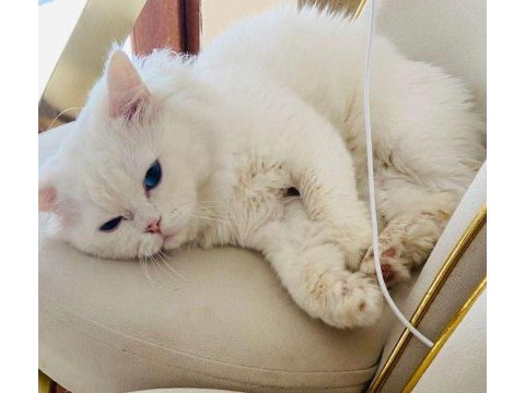 British longhair oğlumuz yeni evini bekliyor