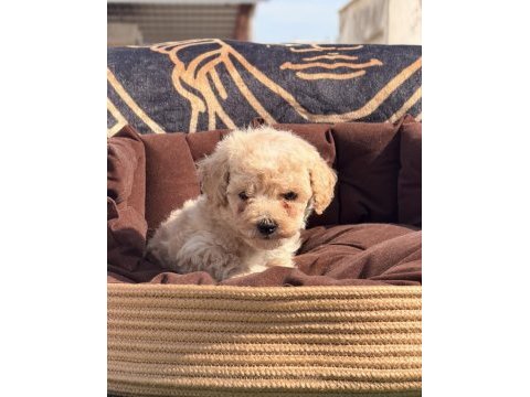 Süper teacup maltipoo kore