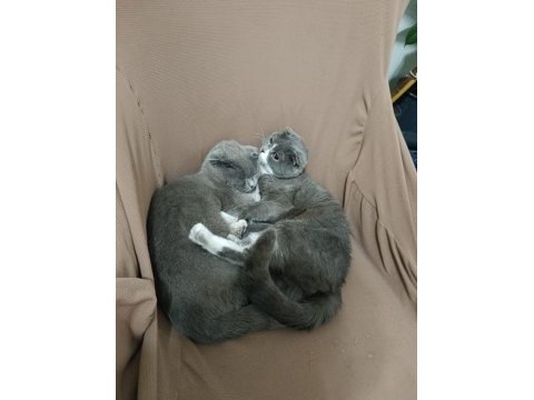 Ücretsiz scottish fold