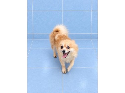 Yeni yuvasına gitmeye hazır pomeranian