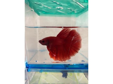 Premium betta balıkları