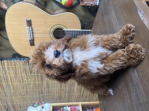 Mini boy maltipoo oğlumuz