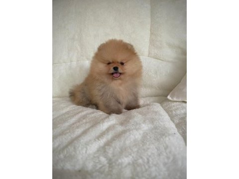 Mükemmel ayıcık surat boo pomeranian