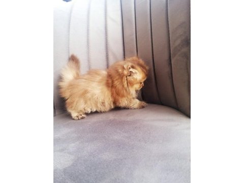 Golden bristih longhair