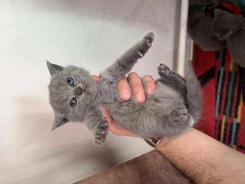 British shorthair 2 aylık kedimiz