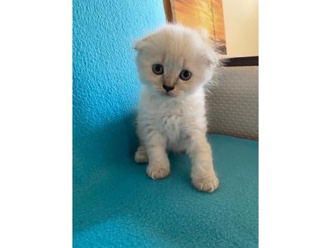 Minik british shorthair yavrulara yeni yuva