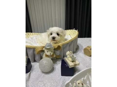 A şecereli babadan maltese yavrular