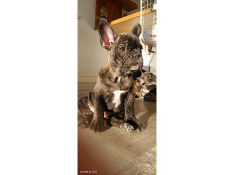 Briendli bebeğimiz french bulldog