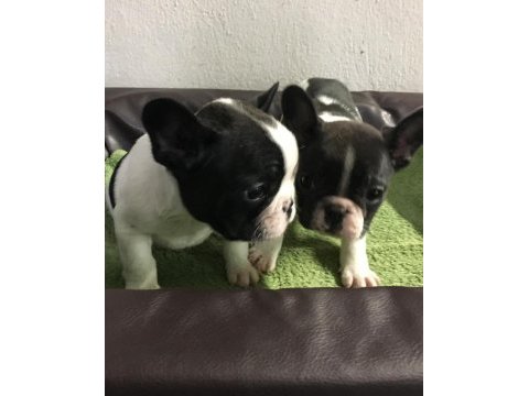 French bulldog yavruları