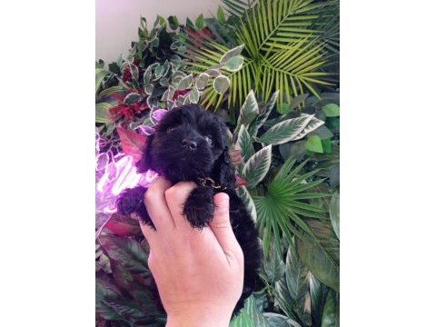 Hareketli dişi toy poodle siyah
