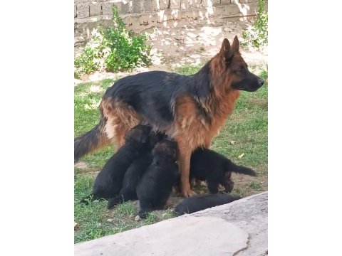 Safkan alman kurdu ırk ve sağlık garantili