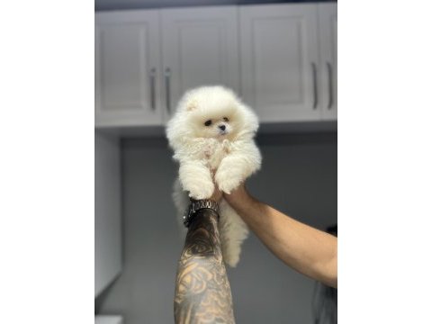 Pomeranian boo kar beyazı 2 aylık