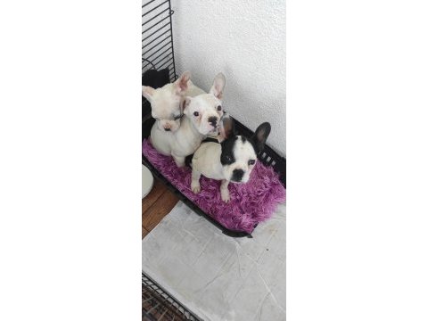 Ev ortamında büyümüş french bulldog bebekler