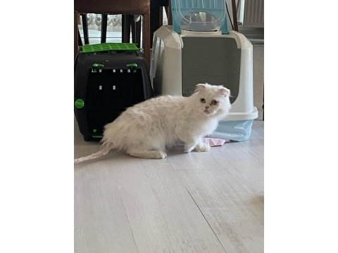 Sevimli uysal kedi