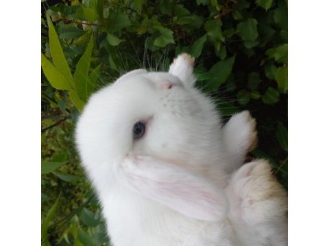 Mini lop tavşan yavruları