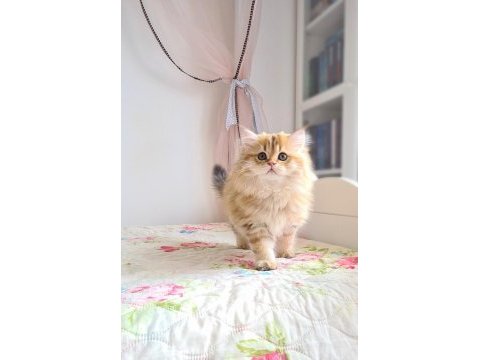 Golden küçük aslancık british shorthair
