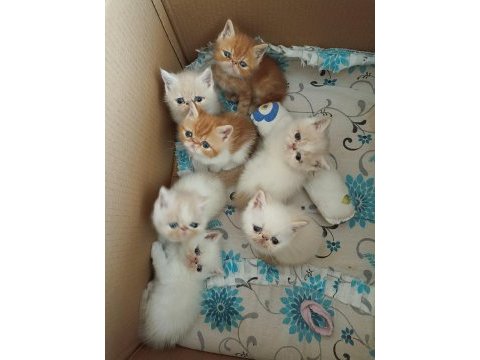 50 günlük exotic shorthair yavrular