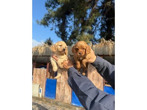 Muhteşem kalitede toy poodle yavrularımız