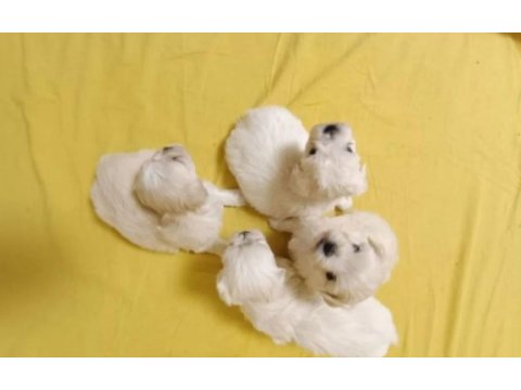 Sevimli morkie yavrularımız