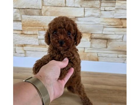 Toy poodle aşılı mikroçipli pasaportlu miniklerimiz