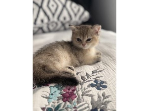 Ny11 dişi iki aylık eğitimleri tam british shorthair