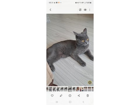 British shorthair 1,5 yaşında