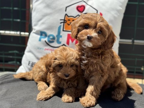 Wc eğitimli kore maltipoo yavrumuz ziyarete açık