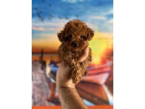 Toy poodle yavrularımız