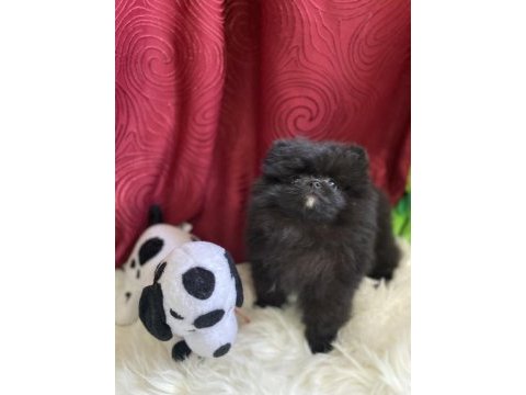 Teacup garantili black tan pomeranian