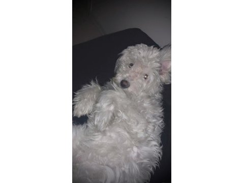 Terrier 1 yaşında eğitimli