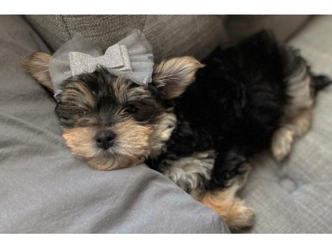 Çok sosyal sevecen yorkshire terrier yavrular