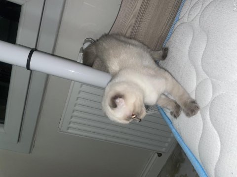 Scottish fold 4 aylık yavrumuz