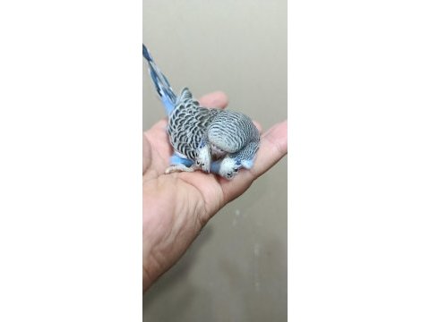 Jumbo erkek muhabbet kuşu bebek